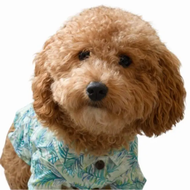 Teddy